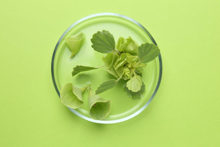 Petri dish with different fresh leaves on green background, top view
