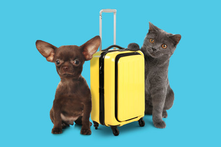 Dog, cat and yellow suitcase on light blue background