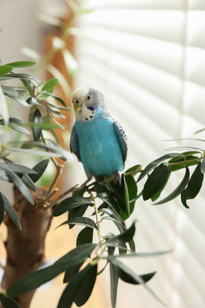 Pet parrot. Beautiful budgerigar sitting on tree indoorsの写真素材