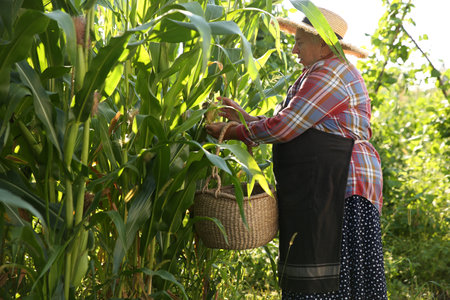 Senior farmer picking fresh ripe corn outdoors