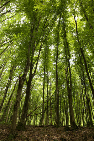 Beautiful green trees in forest, low angle view
