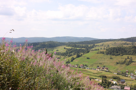 Many beautiful plants growing outdoors in mountainsの写真素材