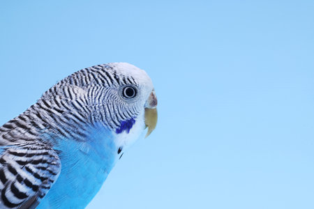 Exotic pet. Beautiful bright parrot on light blue background, closeup. Space for textの写真素材