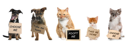 Adorable dogs and cats with signs on white background. Pet adoptionの写真素材