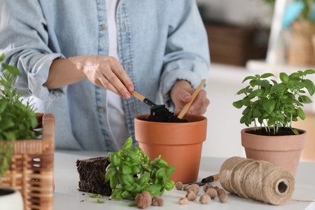 Transplanting herb. Woman loosening soil in pot at table indoors, closeupの写真素材