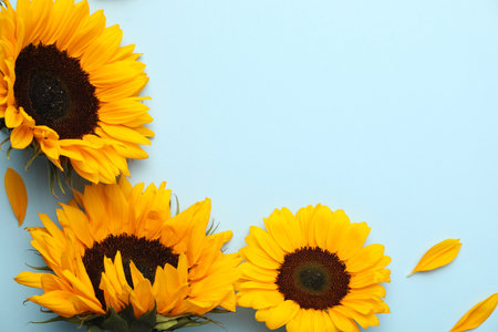 Sunflower heads and petals on light blue background, flat lay. Space for textの写真素材