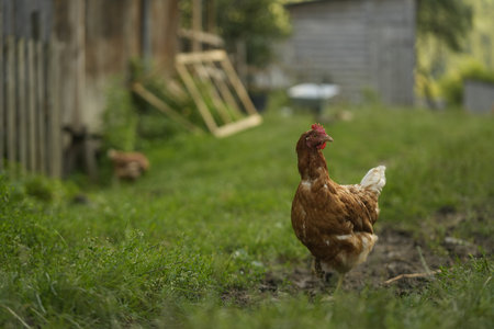 Cute hen grazing on green grass outdoorsの写真素材