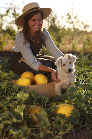 Smiling woman with cute dog and ripe melons in fieldの写真素材