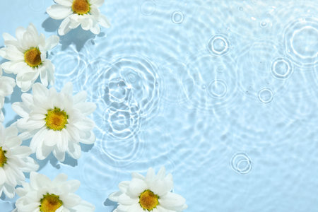 Beautiful daisy flowers in water on light blue background, top view. Space for textの写真素材