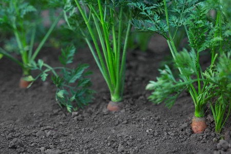 Many carrots growing in soil outdoors, closeupの写真素材