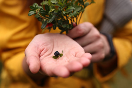 Woman holding tasty wild bilberry and leaves outdoors, closeupの写真素材