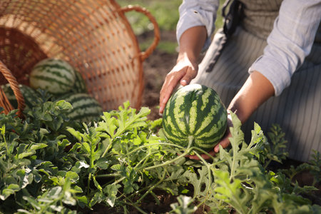 Woman picking ripe watermelons in field on sunny day, closeupの写真素材