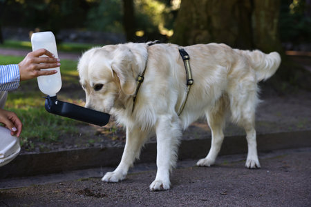 Owner giving water to her cute Golden Retriever dog on city street, closeupの写真素材