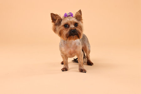 Cute Yorkshire Terrier dog on beige backgroundの写真素材