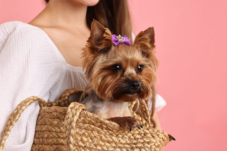 Woman holding wicker bag with cute Yorkshire Terrier dog on pink background, closeupの写真素材