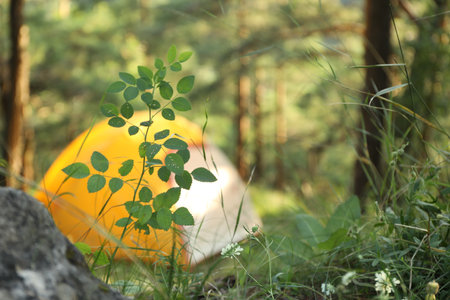 Modern camping tent in forest at summer, focus on plantの写真素材
