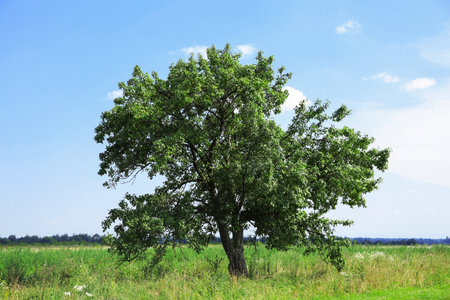 Beautiful tree with green leaves growing outdoorsの写真素材