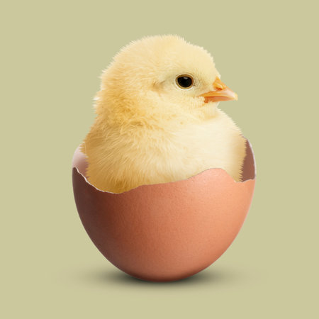 Cute fluffy chick hatched from egg on color background