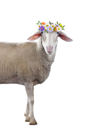 Adorable sheep with beautiful flower wreath on white backgroundの写真素材