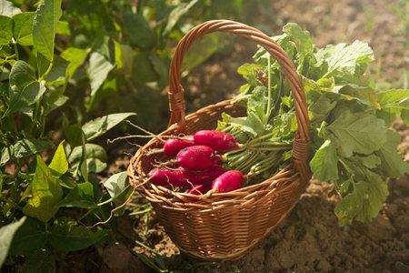 Wicker basket with freshly harvested radishes outdoorsの写真素材