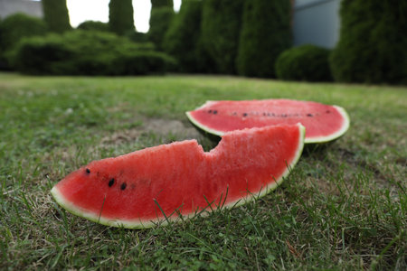 Cut juicy watermelon on green grass outdoorsの写真素材