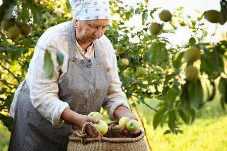 Senior farmer picking fresh ripe apples in gardenの写真素材