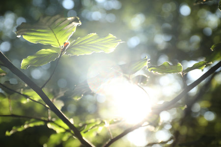 Tree branch with green leaves in morning outdoors, closeupの写真素材