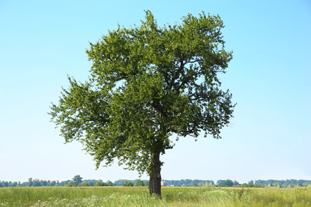 Beautiful tree with green leaves growing outdoors