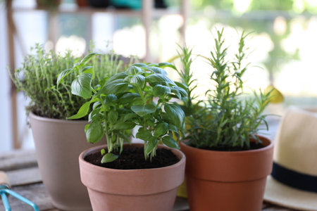Different herbs growing in pots on wooden table, closeupの写真素材