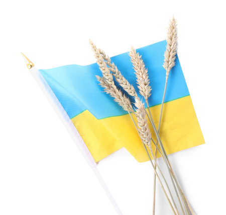 Ears of wheat and Ukrainian national flag isolated on white, top viewの写真素材