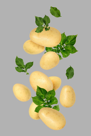 Fresh potatoes and green leaves in air on gray backgroundの写真素材