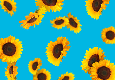 Vibrant sunflowers flying on light blue backgroundの写真素材