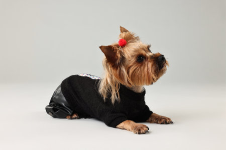 Cute Yorkshire Terrier dog in stylish pet`s clothes on light gray backgroundの写真素材