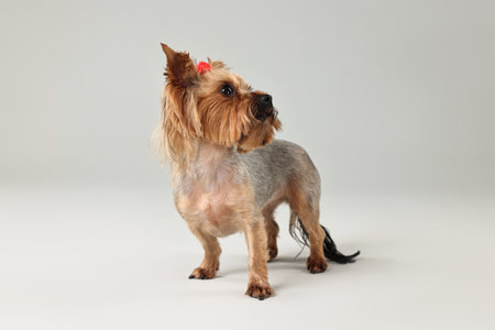 Cute Yorkshire Terrier dog on light gray backgroundの写真素材