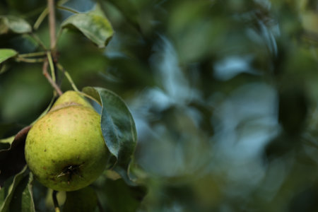 Pear tree branch with fruit in garden, closeup. Space for textの写真素材