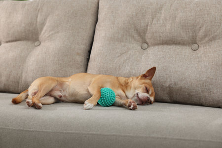 Cute Chihuahua dog with toy sleeping on sofaの写真素材