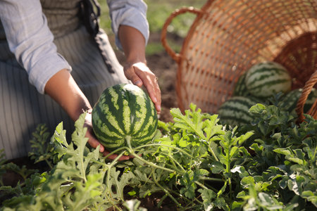 Woman picking ripe watermelons in field on sunny day, closeupの写真素材