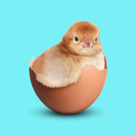 Cute fluffy chick hatched from egg on light blue backgroundの写真素材