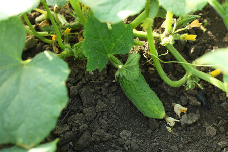 Young cucumber with leaves growing outdoors, closeupの写真素材
