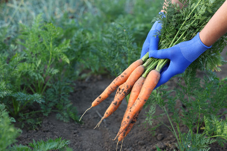 Farmer in gloves holding bunch of fresh carrots in garden, closeupの写真素材