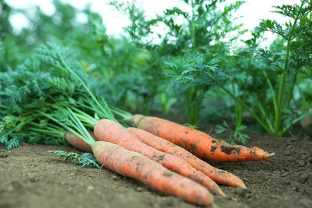 Pile of fresh carrots among other ones on soil in garden, closeupの写真素材