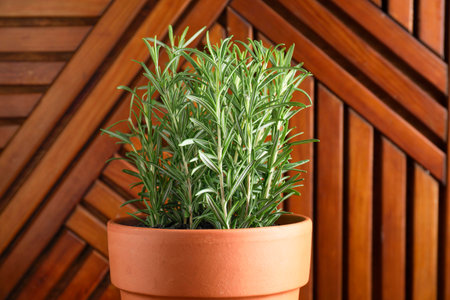 Aromatic rosemary plant in pot against wooden background, closeupの写真素材