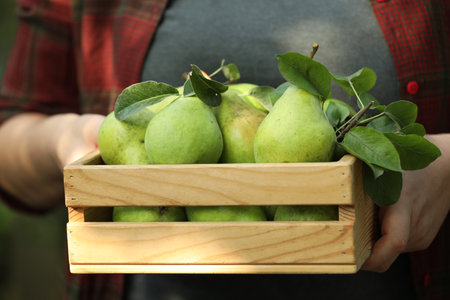 Woman holding wooden crate of ripe pears outdoors, closeupの写真素材
