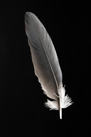 One beautiful bird feather on black backgroundの写真素材
