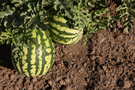 Ripe watermelons growing in field on sunny day, top viewの写真素材