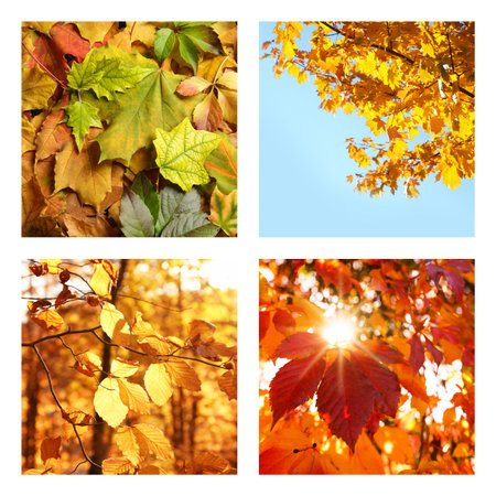 Beautiful autumn leaves. Vivid collage for fall vibeの写真素材