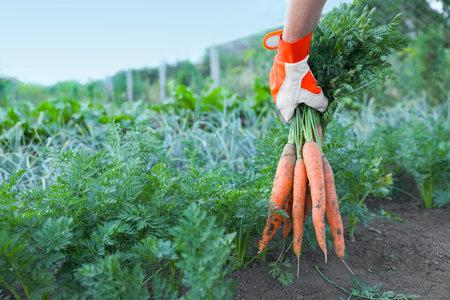 Farmer in gloves holding bunch of fresh carrots in garden, closeupの写真素材