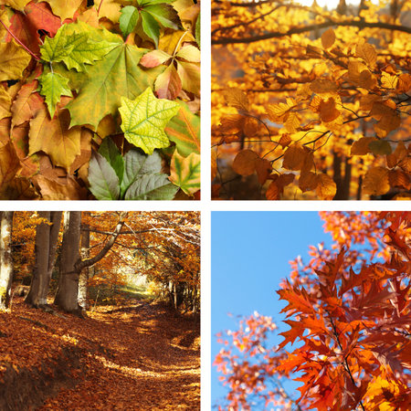Beautiful autumn leaves and park. Vivid collage for fall vibeの写真素材