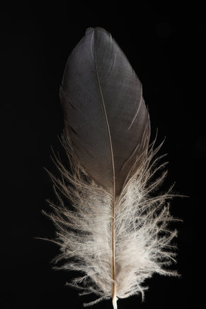 One beautiful bird feather on black background, closeupの写真素材