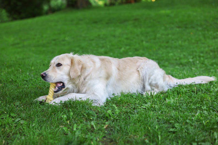 Cute Golden Retriever dog playing with toy on green grass